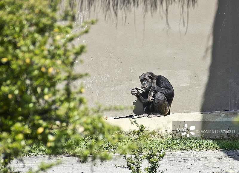 黑猩猩图片素材