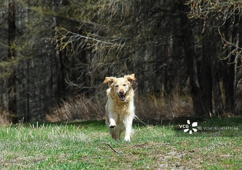 一只快乐的纯种金毛寻回犬在森林里闲逛，看着镜头图片素材