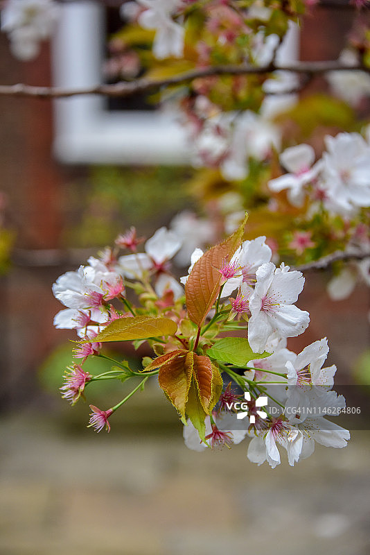 吉野樱花花朵图片素材