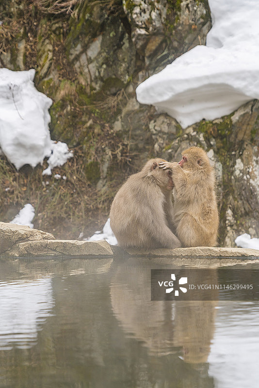 2月20日，在日本长野地狱谷雪猴公园，日本雪猴在雪山温泉中拥抱梳理。图片素材