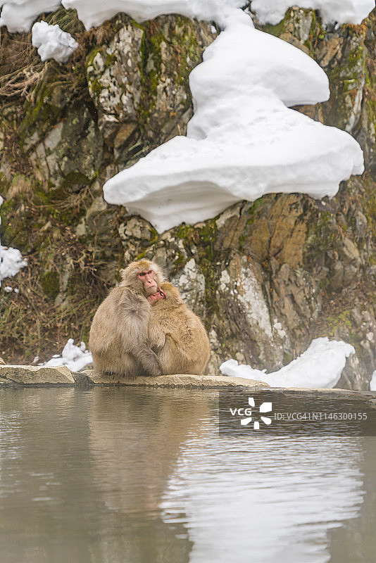 2月20日，在日本长野地狱谷雪猴公园，雪猴们在雪山温泉中拥抱。图片素材