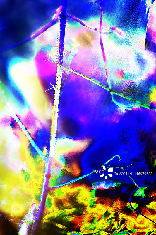 多刺植物藤蔓-充满活力的色彩艺术图片素材