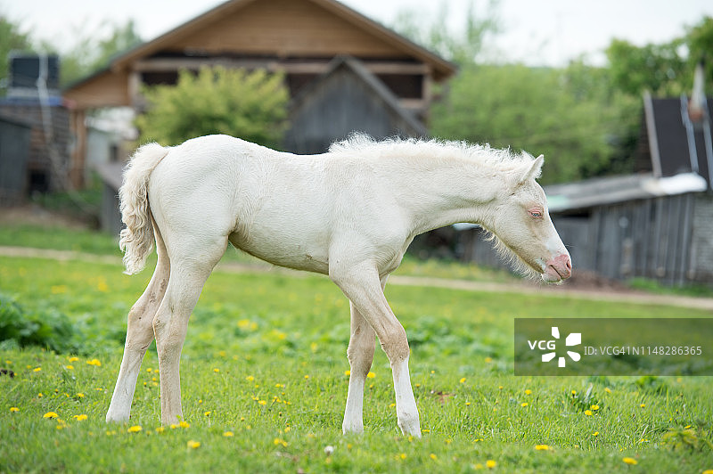 乳白色的威尔士小马驹在绿色的草地上摆姿势图片素材