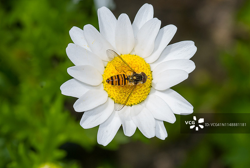 雏菊上的食蚜蝇图片素材