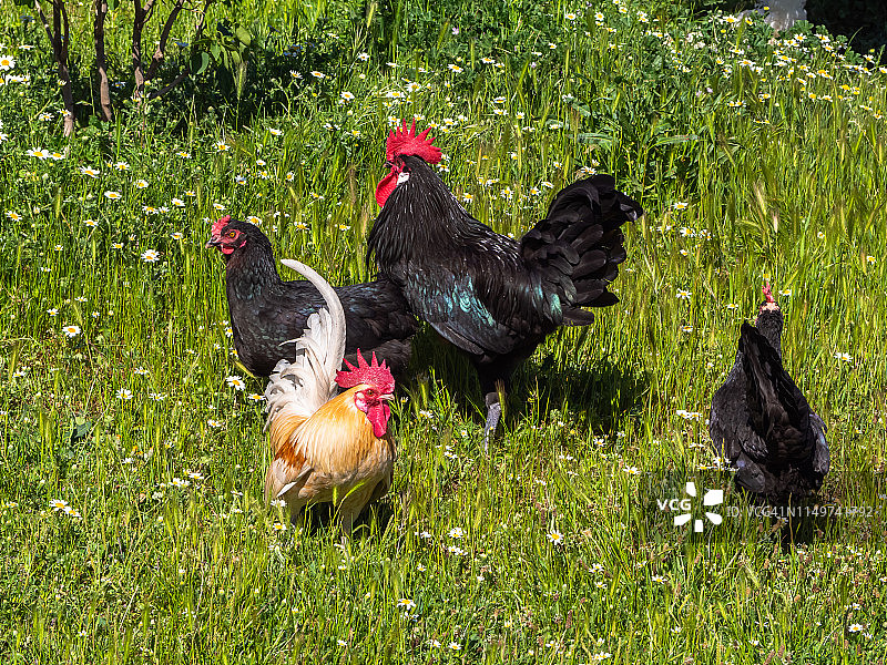 有机农场的公鸡和母鸡在春天吃草图片素材