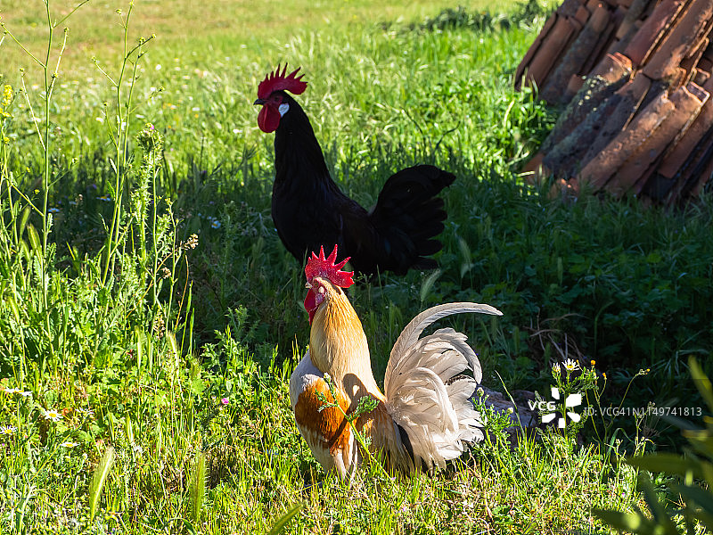 有机农场的公鸡和母鸡在春天吃草图片素材