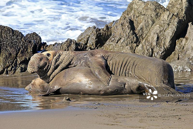 北部象海豹(Mirounga angustirostris)，成年，动物夫妇在海滩上交配，Piedras Blancas Rookery，圣西蒙，圣路易斯奥比斯波县，美国加利福尼亚州图片素材