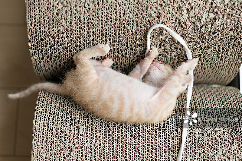 虎斑猫在家玩白绳图片素材
