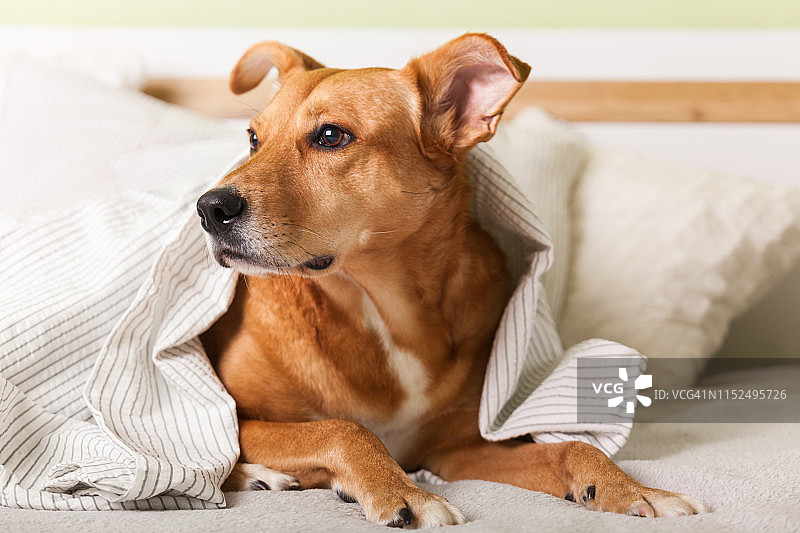 无聊的幼姜混种狗在浅灰色格子下现代卧室。在寒冷的冬天，宠物在毯子下取暖。宠物友好和关爱的理念。图片素材