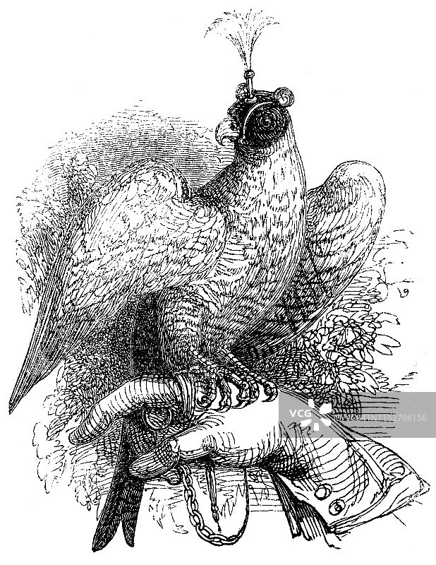 驯鹰术:驯鹰手训练苍鹰- 19世纪图片素材