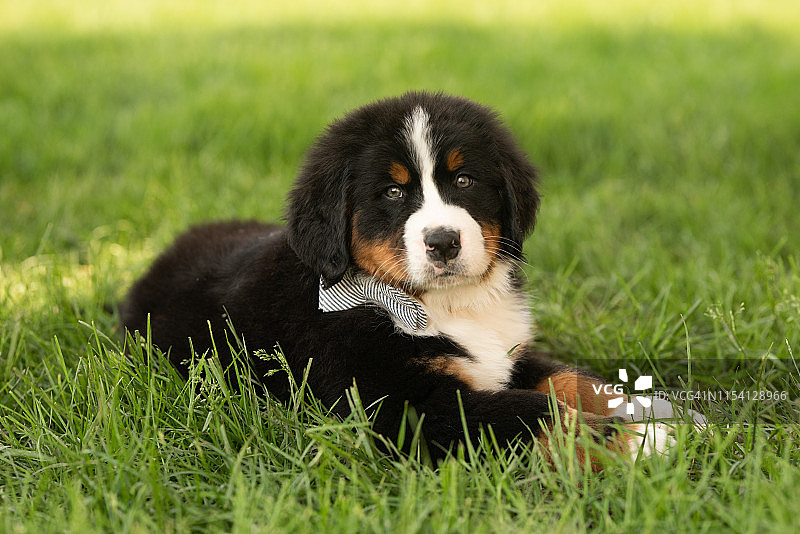 8周大的伯恩斯山地狗狗戴着领结坐在外面的草地上图片素材