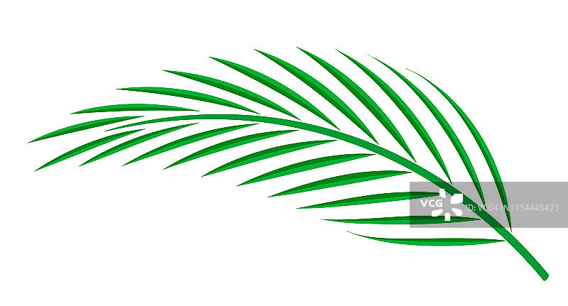 椰棕叶孤立在白色背景上，椰茎，修剪艺术的棕榈叶绿色，苏铁叶插图简单，部分椰棕叶为图形图案图片素材
