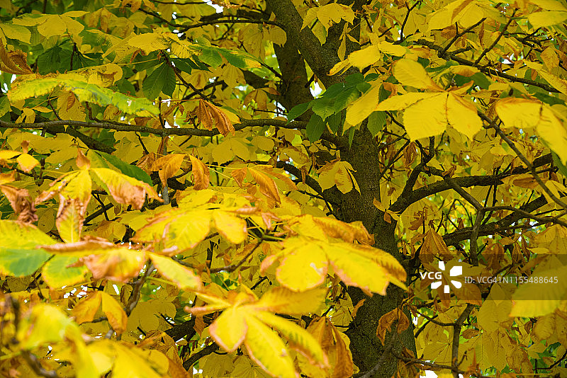 树上黄叶的细节图片素材
