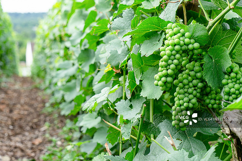蒙太尼·德·兰斯香槟园的绿葡萄图片素材