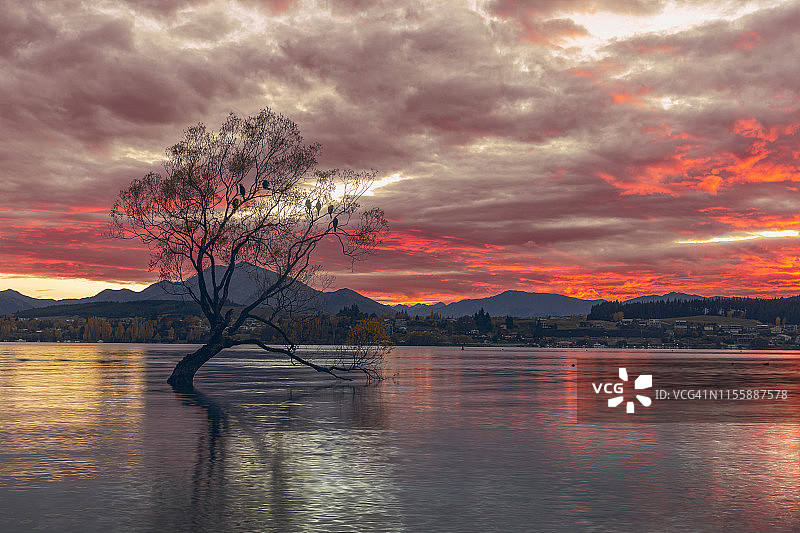 新西兰南岛瓦纳卡湖，日出时美丽的天空。图片素材