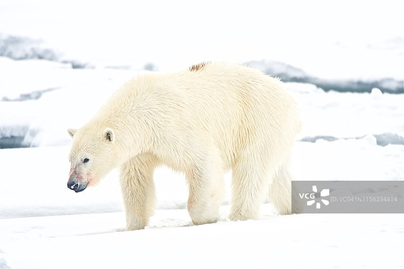 北极高地的北极熊图片素材