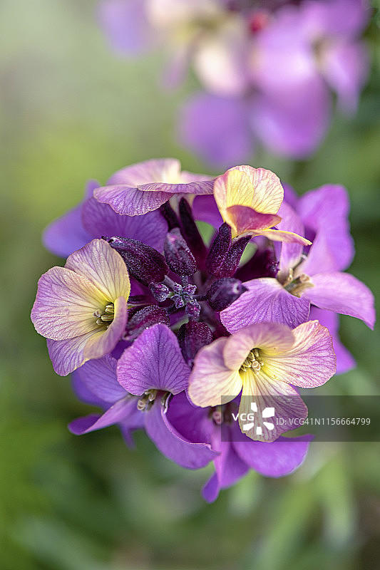 特写拍摄的是春天盛开的美丽的紫色多年生壁花丹毒图片素材