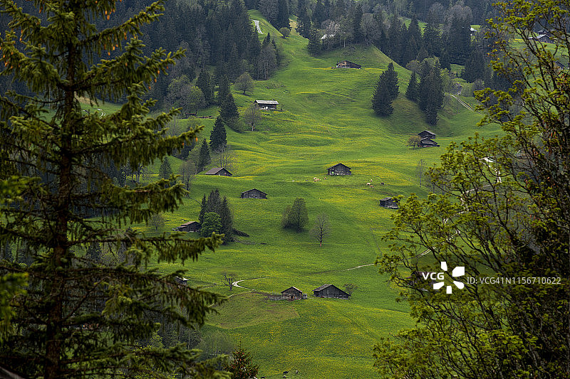 宏伟的格林德沃绿色山谷在瑞士图片素材