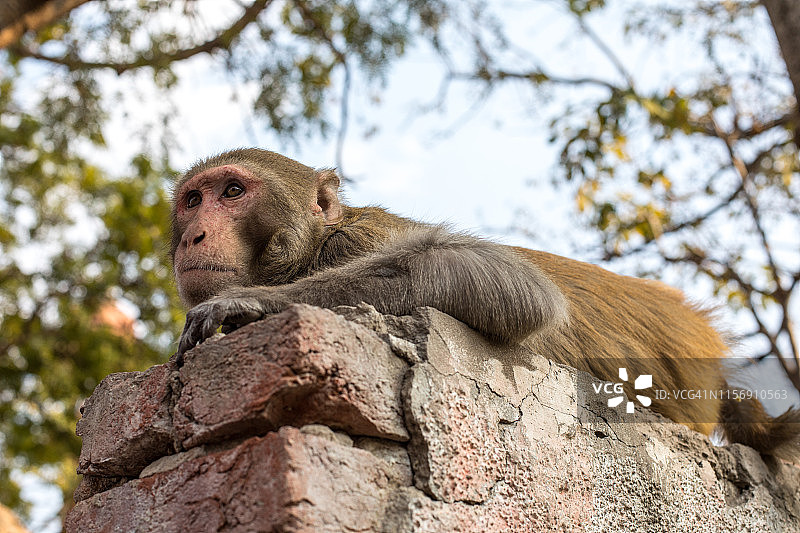 在印度泰姬陵看猴子图片素材