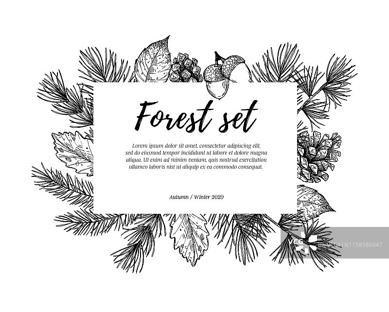 手绘矢量插图-森林框架云杉树枝，橡子，松果和落叶。冬天的标签。完美的邀请，贺卡，引用，博客，婚礼框架，海报图片素材