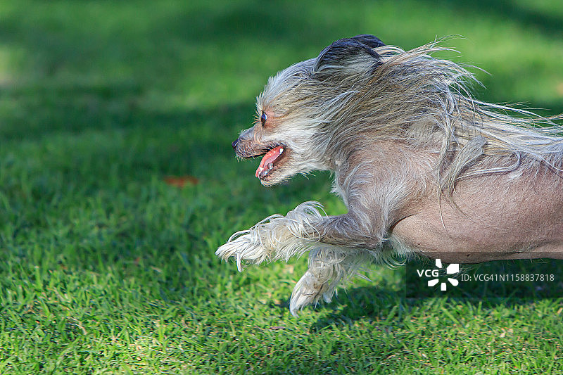 中国冠毛狗在狗公园玩图片素材