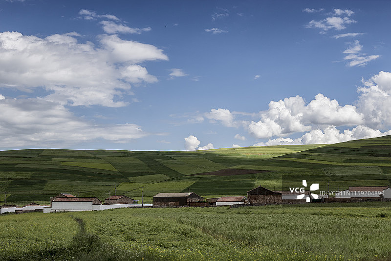 蓝天白云下的青藏高原油菜田上藏人的房子图片素材