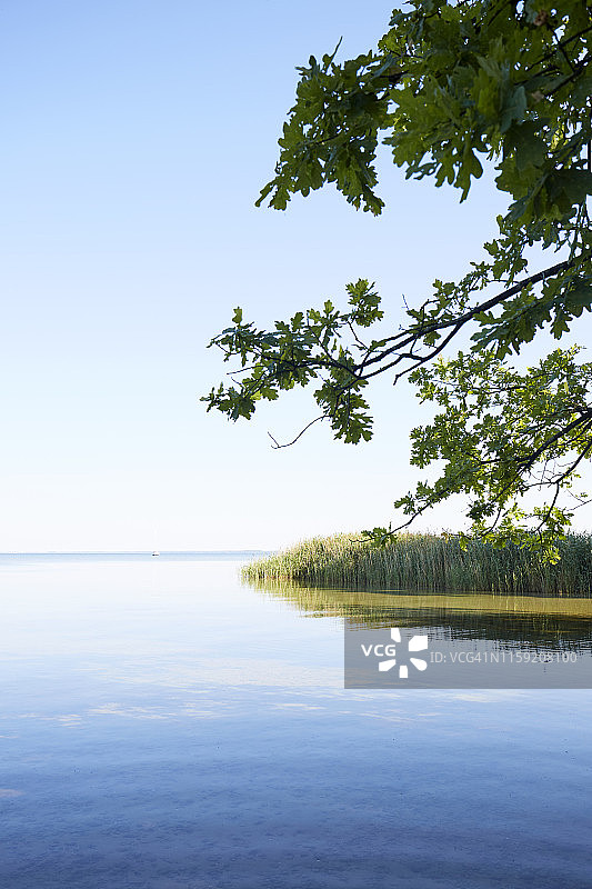 芦苇草和树木映衬着蓝天的田园诗般的湖泊图片素材