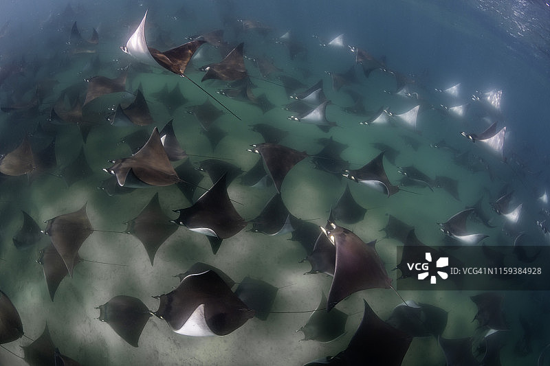 墨西哥下加利福尼亚的科尔特斯海，一群非常大的蝠鲼(芒克魔鬼鱼)在浅水中游泳。图片素材