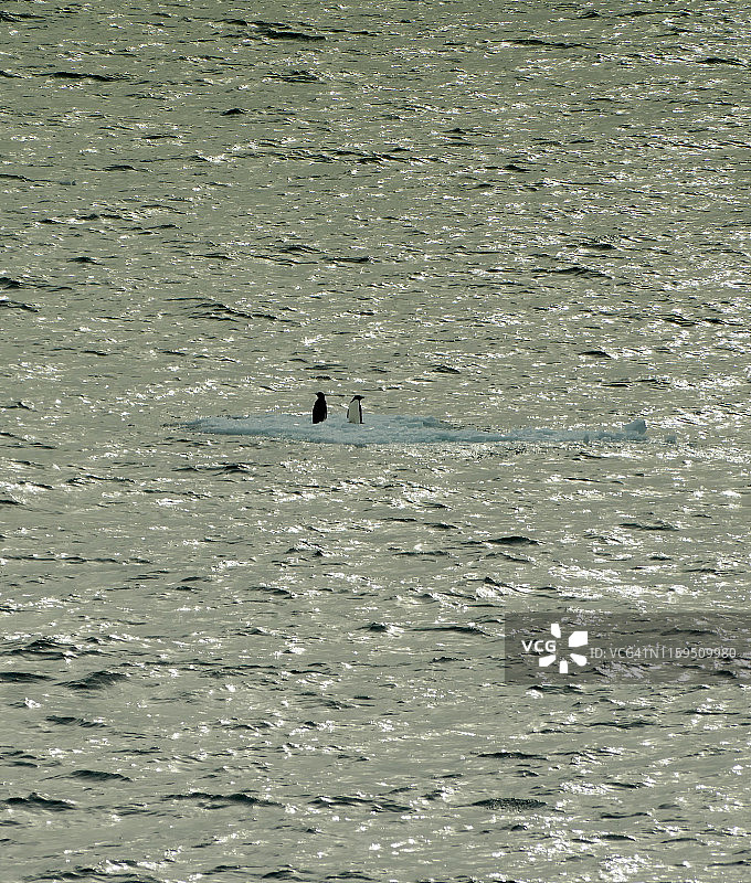 两只Adélie企鹅(Pygoscelis adelae)在南极洲南大洋的一个小浮冰上图片素材