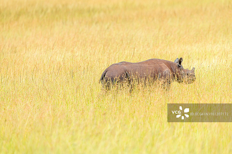野生黑犀牛幼崽图片素材