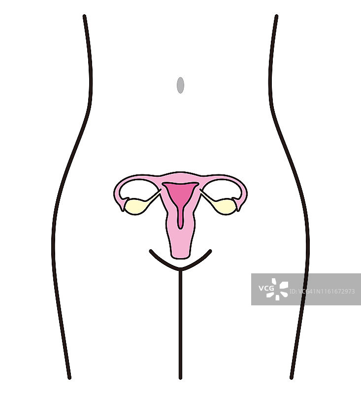 女性器官子宫，矢量图图片素材