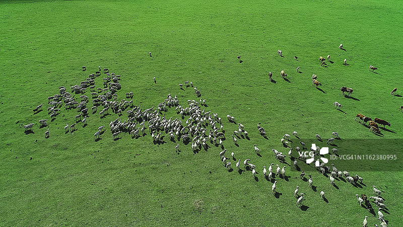 绵羊在阳光下的绿草地上吃草图片素材