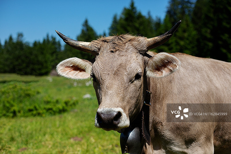 脖子上有铃铛的牛在瑞士的绿色草地上吃草图片素材