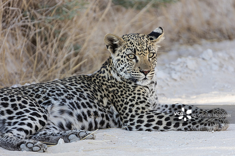 非洲纳米比亚的埃托沙国家公园里，一只美洲豹正在休息图片素材