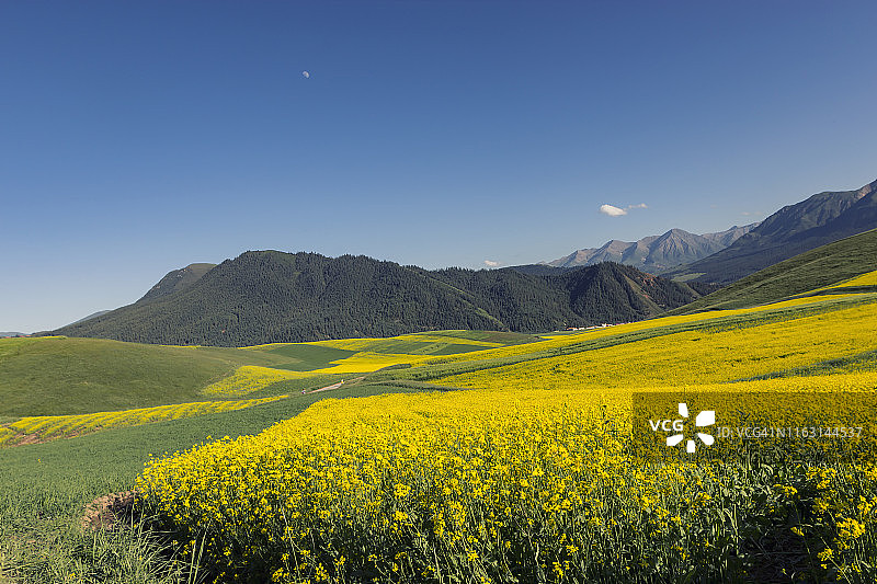 蓝天白云下的中国青藏高原的高山和油菜花田景观图片素材