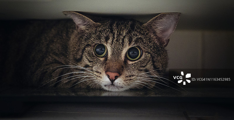 藏在衣柜里的虎斑猫的肖像图片素材