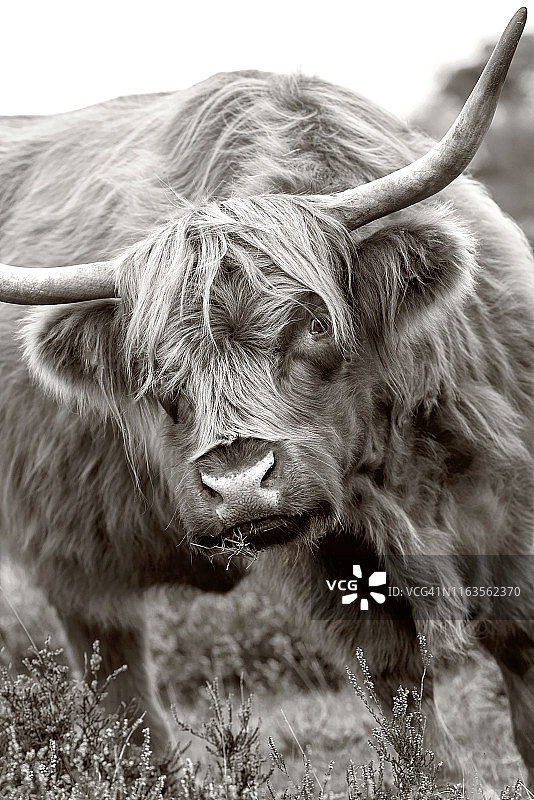 特写，单色，黑色和白色的形象高地奶牛与大角面对相机图片素材