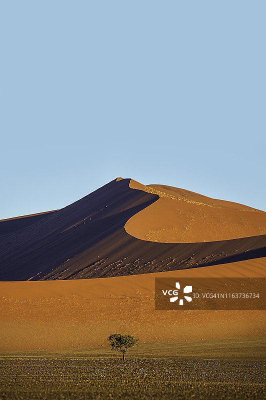 纳米比亚桑威奇港的孤独树和沙丘图片素材