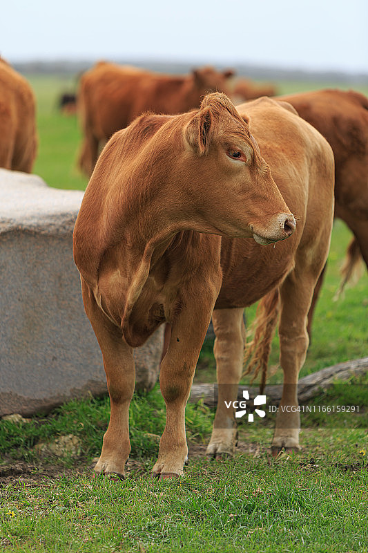 一个棕色奶牛站在户外的特写肖像-格尔比维赫红安格斯杂交品种图片素材