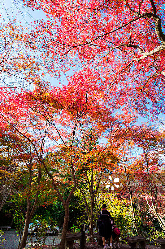 秋天五颜六色的枫叶图片素材