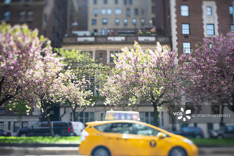 4月29日，在美国纽约，樱花花瓣在春日的阳光下绽放，在春风的吹拂下摇曳。图片素材