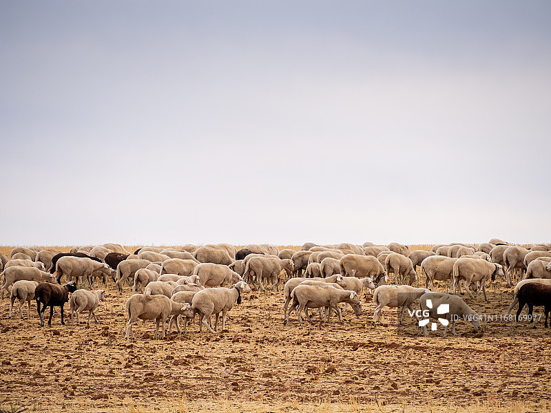 夏天，一群黑白相间的绵羊在啃着一茬谷物。粗放型生态畜牧业概念图片素材