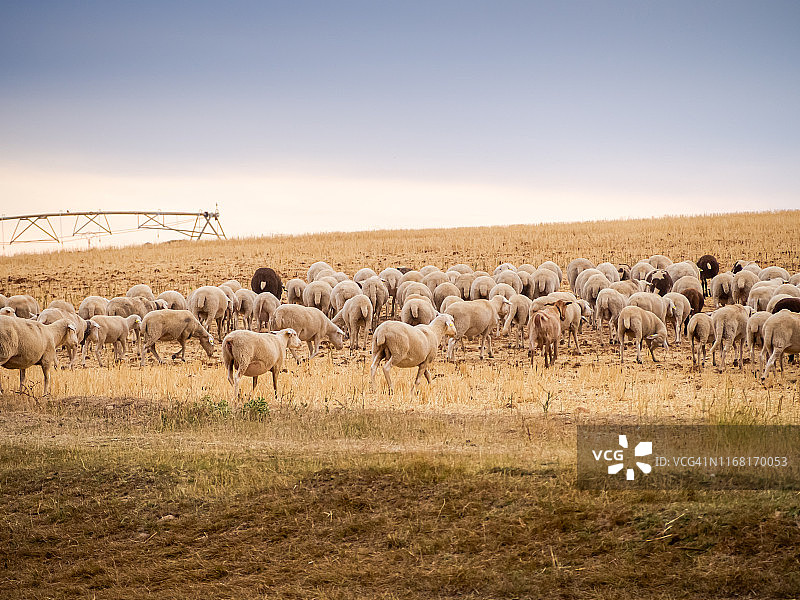 夏天，一群黑白相间的绵羊在啃着一茬谷物。粗放型生态畜牧业概念图片素材