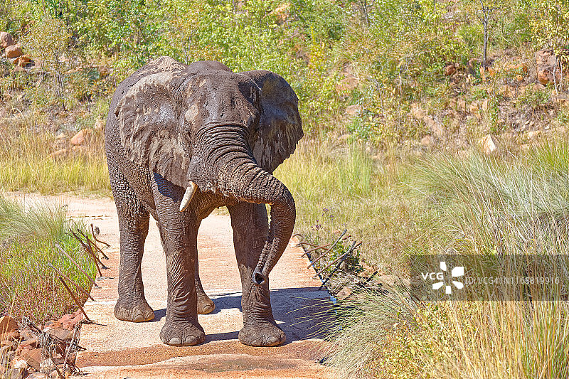 泥泞的大象Trunk-Twisting图片素材