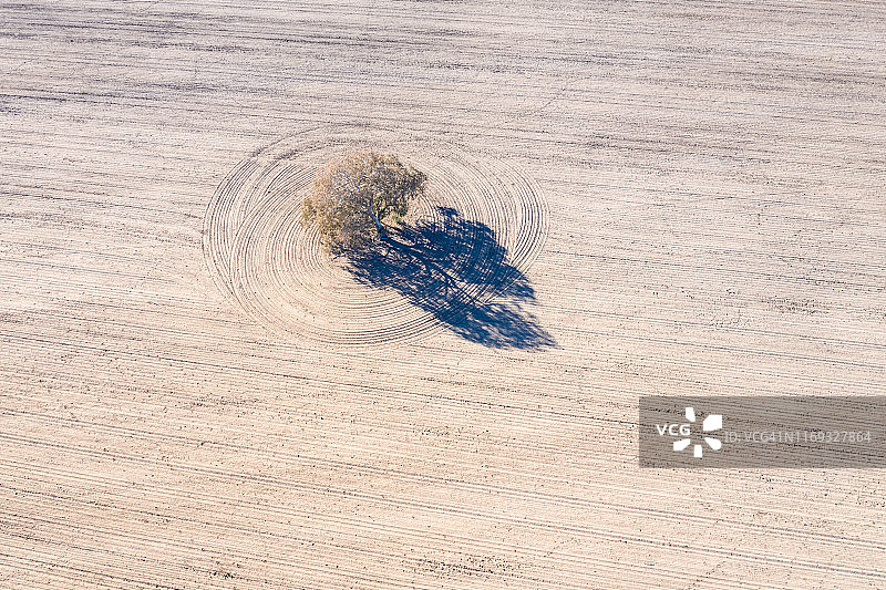 鸟瞰图的模式和单一树在干旱条件下干燥的土壤上耕作土地图片素材