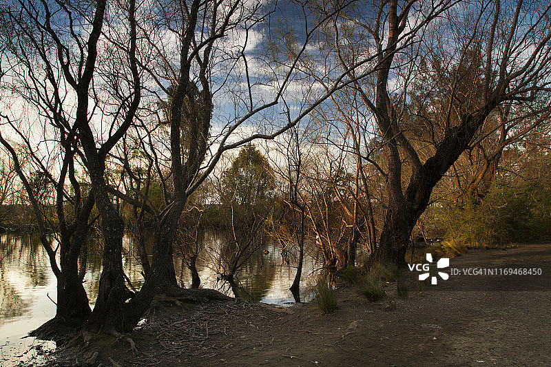 河岸上的树木，日落时分的Pugh's Lagoon，里士满，悉尼，新南威尔士州，澳大利亚图片素材