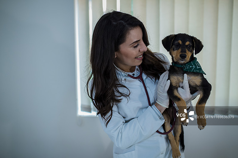年轻女兽医在兽医诊所为狗检查图片素材