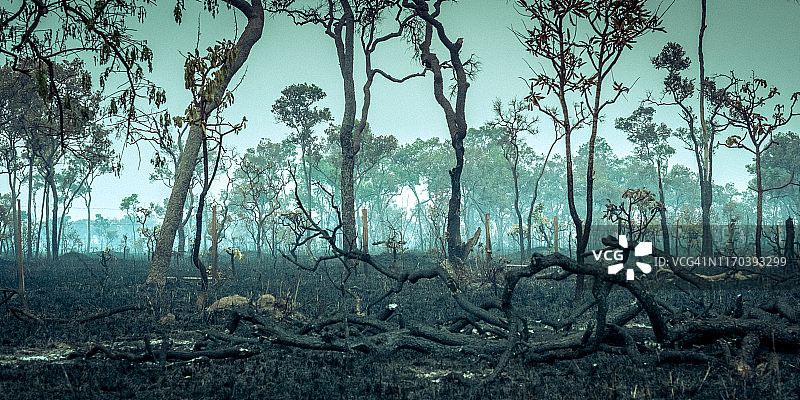 烧毁的亚马逊热带雨林，地球上最丰富的生态系统被摧毁成灰烬，以放牧牛和大豆作物图片素材