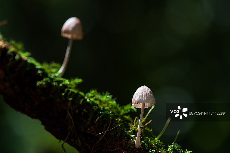 小毛虫和蘑菇在潮湿的森林在雨季图片素材