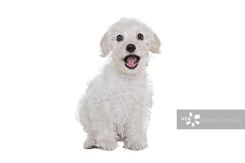 这张照片拍摄的是一只快乐的混血白色小狗，它的嘴巴张开着，看着白色背景上的摄像机图片素材